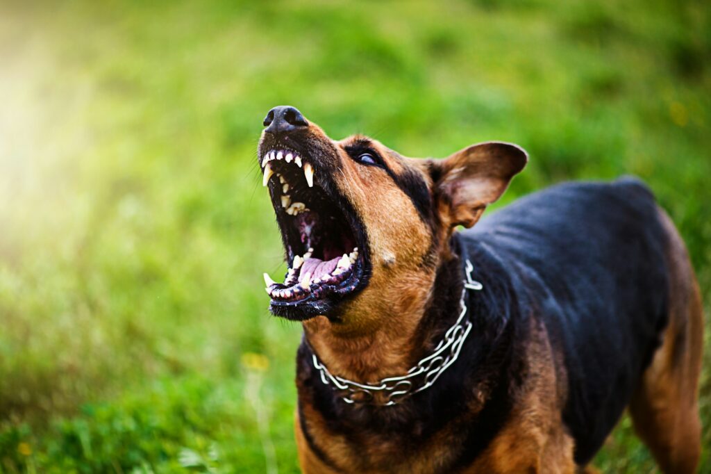 Angry dog attacks. The dog looks aggressive and dangerous.